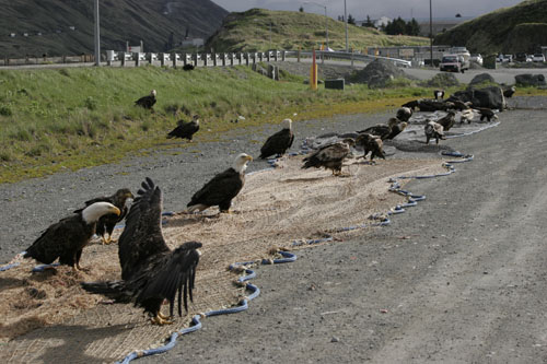 Bald Eagles Cleaning a Fishing Net, Dutch Harbor, Unalaska,…