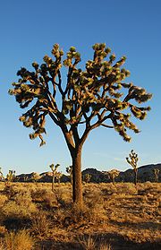 A Joshua Tree