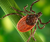 Blacklegged tick resting on a blade of grass