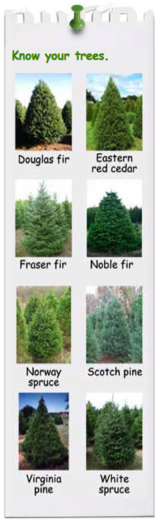 Know your trees: Images of a Douglas Fir, Eastern Red Cedar, Fraser Fir, Noble Fir, Norway Spruce, Scotch Pine, Virginia Pine and White Spruce