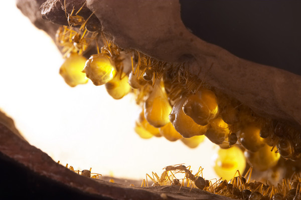 Honeypot Ants' Honey Can Kill Pathogenic Bacteria But Leave Others